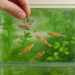 メダカの餌選びと与えるタイミング｜健康に育てるための給餌管理と観察のコツ