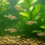 メダカ飼育初心者向けガイド｜必要なもの・育て方・失敗しないコツをわかりやすく解説