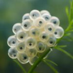 メダカの卵を孵化させる方法｜管理のコツや日数、失敗しやすい原因を解説