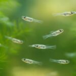 メダカの稚魚の育て方｜生まれた後の管理方法やエサ、水替えのコツを解説