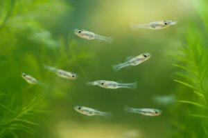 メダカの稚魚の育て方｜生まれた後の管理方法やエサ、水替えのコツを解説