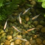 メダカの屋外飼育ガイド｜初心者でも失敗しにくい始め方と季節ごとの注意点