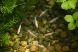メダカの屋外飼育ガイド|初心者でも失敗しにくい始め方と季節ごとの注意点