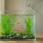 メダカ飼育の水換え方法｜頻度・量・タイミング・失敗しないコツを解説
