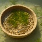 メダカの産卵床を手作りする方法｜100均材料で簡単に作るコツと注意点