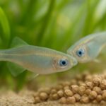 メダカの産卵床は代用できる？家にある物や100均で使いやすい素材を解説