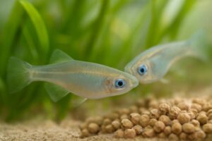 メダカの産卵床は代用できる?家にある物や100均で使いやすい素材を解説
