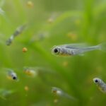 メダカの稚魚の餌は何がいい？与え始める時期や回数、量の目安を解説