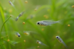 メダカの稚魚の餌は何がいい？与え始める時期や回数、量の目安を解説