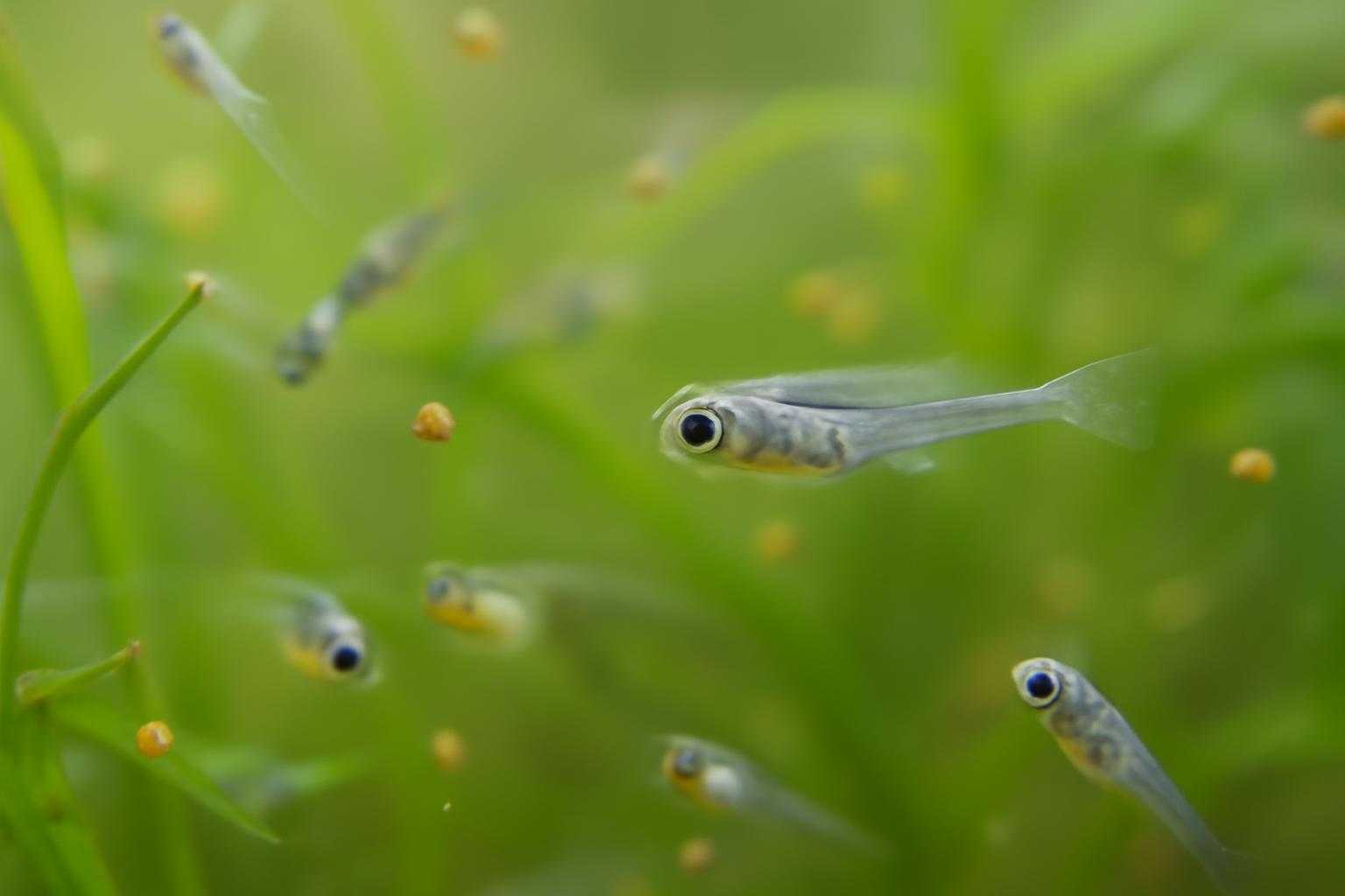 メダカの稚魚の餌は何がいい?与え始める時期や回数、量の目安を解説
