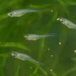 メダカの針子の餌は何がいい？与え始める時期や回数、失敗しないコツを解説