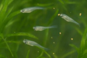 メダカの針子の餌は何がいい?与え始める時期や回数、失敗しないコツを解説
