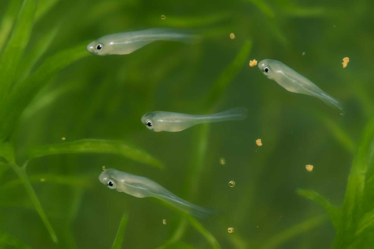 メダカの針子の餌は何がいい?与え始める時期や回数、失敗しないコツを解説