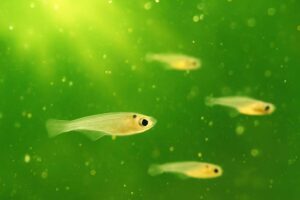 メダカの針子にグリーンウォーターは必要?使い方やメリット、注意点を解説
