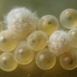 メダカの卵にカビが生える原因は？白い卵との見分け方や対処法を解説