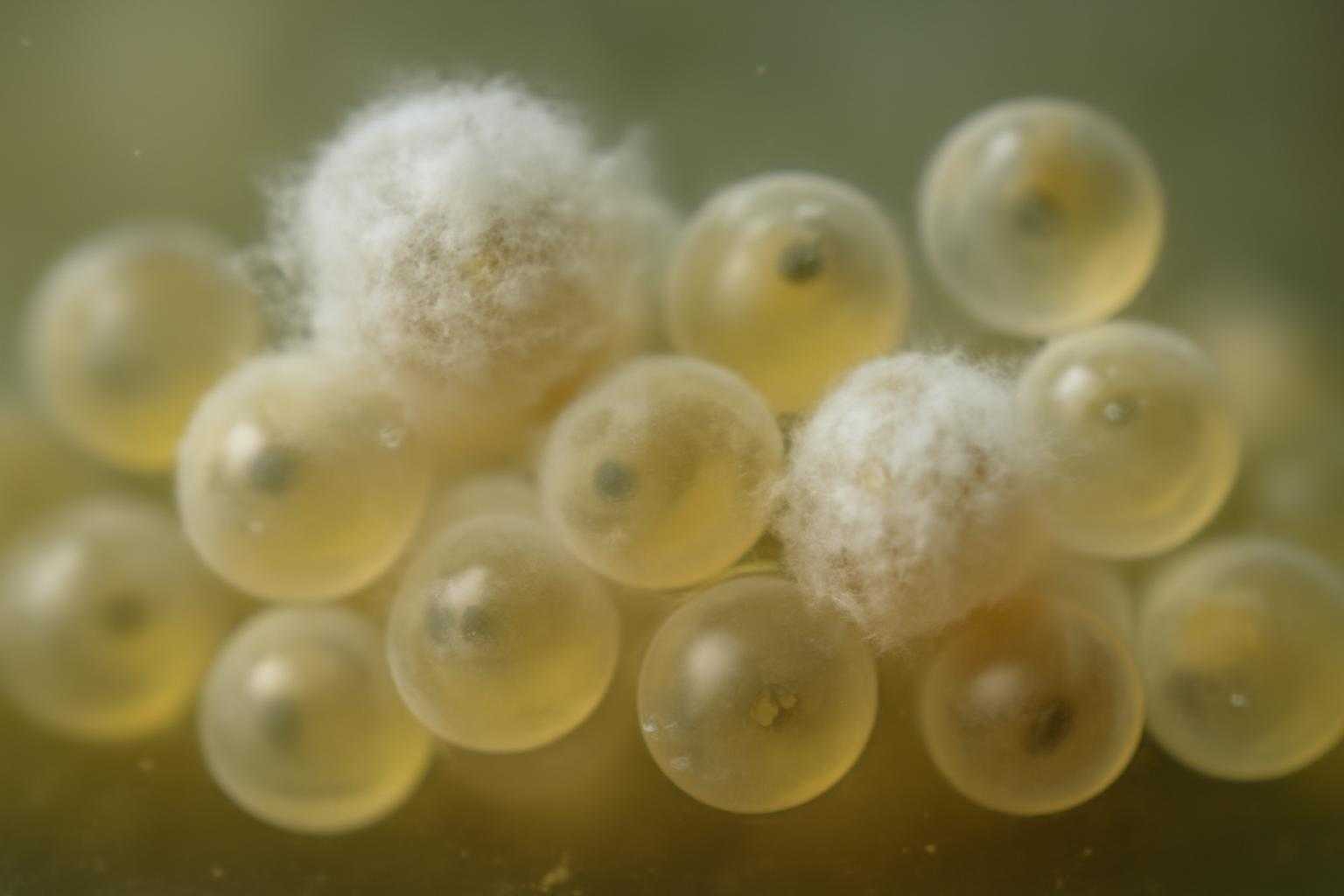 メダカの卵にカビが生える原因は?白い卵との見分け方や対処法を解説