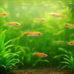 メダカ飼育に水草は必要？入れるメリットと入れない場合の考え方を解説
