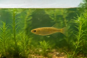 メダカのビオトープに発泡スチロールはあり？メリット・デメリットと上手な使い方を解説