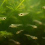 メダカの稚魚が死ぬ原因は？よくある理由と生存率を上げる対策を解説