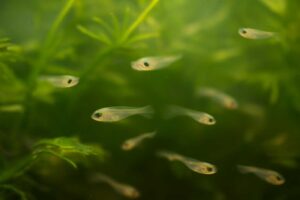 メダカの稚魚が死ぬ原因は？よくある理由と生存率を上げる対策を解説