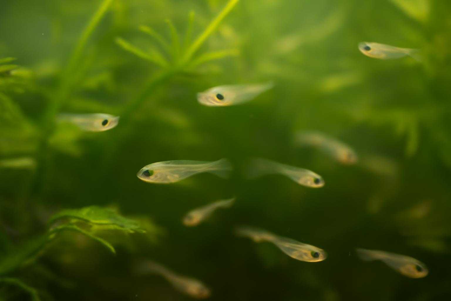 メダカの稚魚が死ぬ原因は？よくある理由と生存率を上げる対策を解説