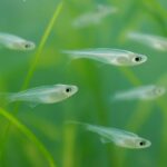 メダカの稚魚の生存率を上げるには？落ちやすい時期と残りやすい育て方を解説