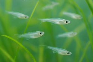 メダカの稚魚の生存率を上げるには？落ちやすい時期と残りやすい育て方を解説