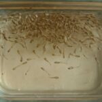 メダカの稚魚は過密飼育に注意｜多すぎるサインと適切に分ける考え方を解説