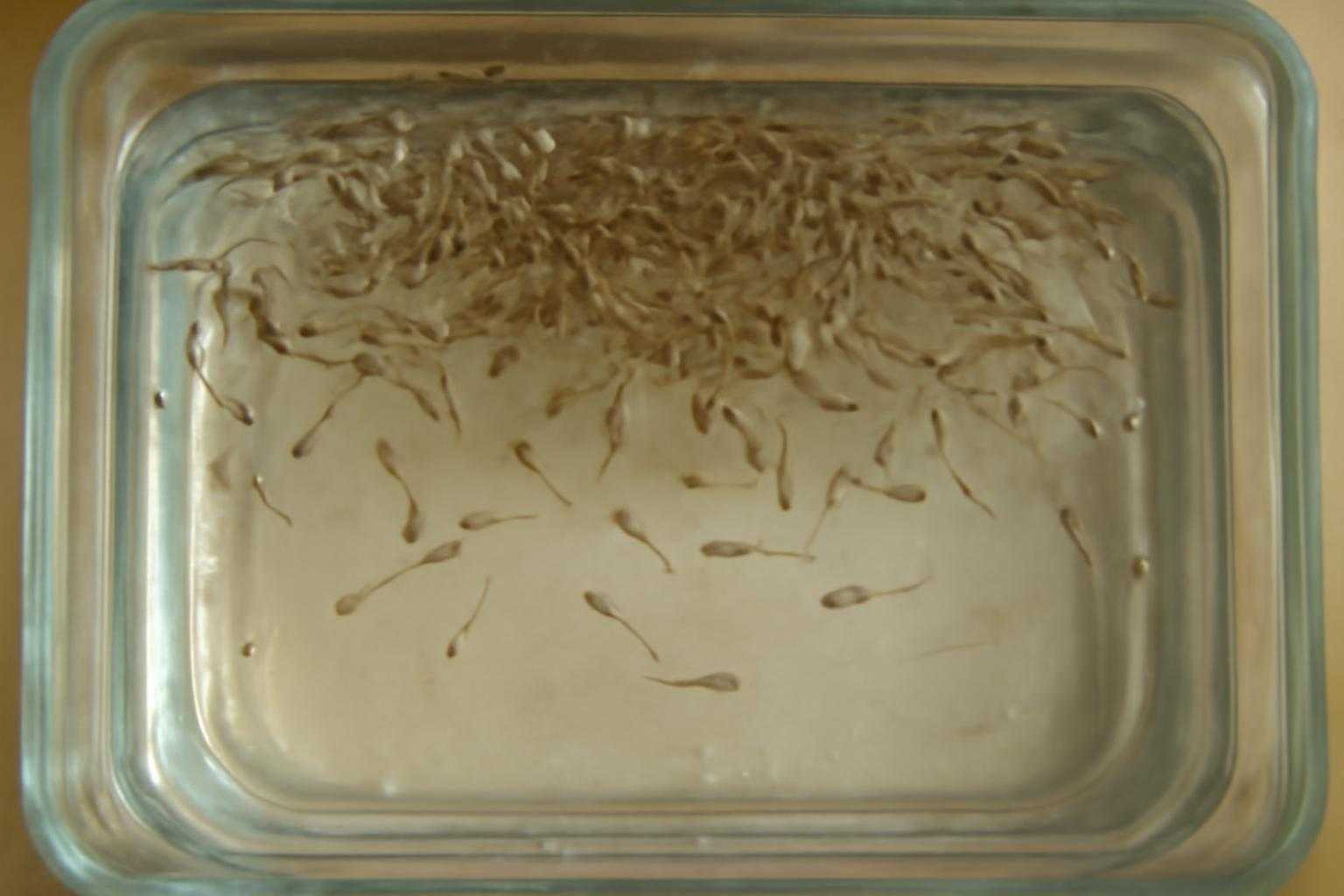 メダカの稚魚は過密飼育に注意｜多すぎるサインと適切に分ける考え方を解説