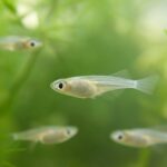 メダカの稚魚はいつ分ける？分けるタイミングと目安をわかりやすく解説