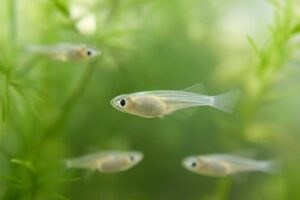 メダカの稚魚はいつ分ける？分けるタイミングと目安をわかりやすく解説