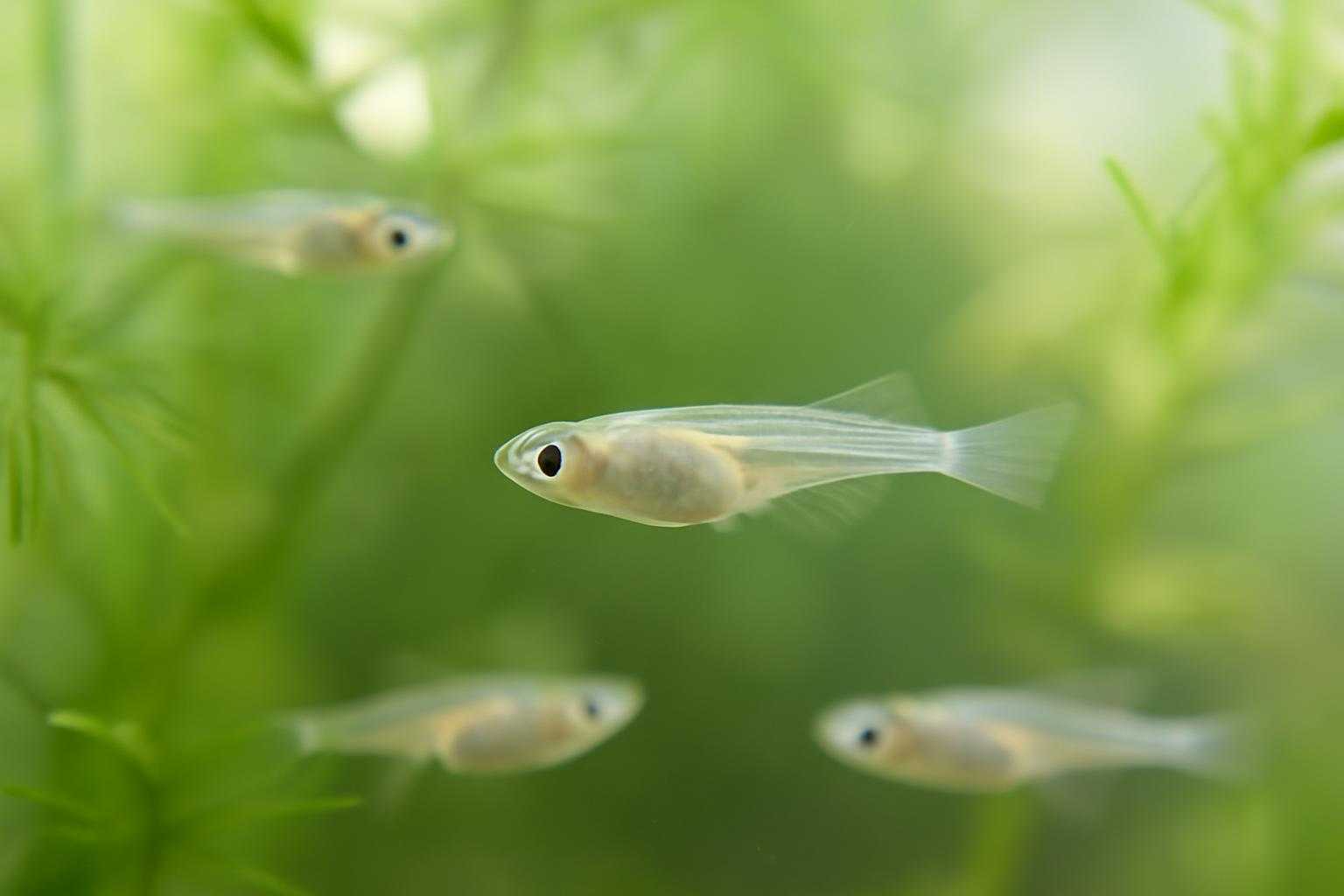 メダカの稚魚はいつ分ける？分けるタイミングと目安をわかりやすく解説