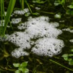 ビオトープの水面に泡が消えない原因と対策方法を徹底解説