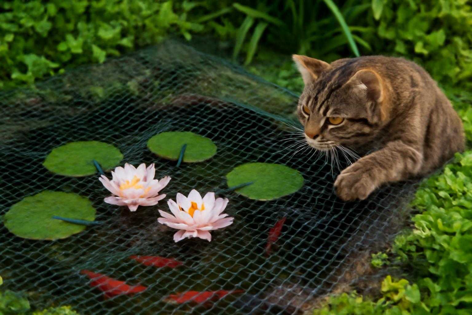 ビオトープを猫から守る！効果的なネット対策で水生生物を完全保護