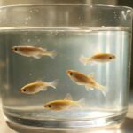 メダカの水道水はカルキ抜きに何時間必要？正しい方法を解説