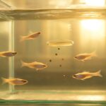 メダカの朝だけ餌やりで健康管理！正しいやり方と給餌量の基本