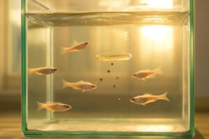 メダカの朝だけ餌やりで健康管理！正しいやり方と給餌量の基本