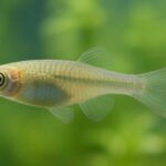 メダカの透明なフンが出たら要注意！原因と病気の見分け方を解説
