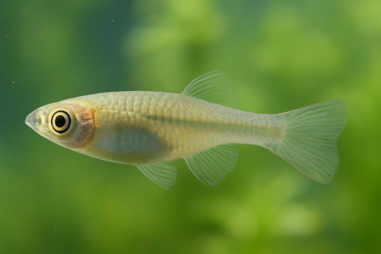 メダカの透明なフンが出たら要注意！原因と病気の見分け方を解説