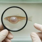 メダカのお腹が大きい原因は病気？健康診断のポイント