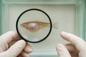 メダカのお腹が大きい原因は病気？健康診断のポイント