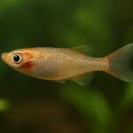 メダカの尾びれが閉じる原因は病気？症状別対処法を徹底解説