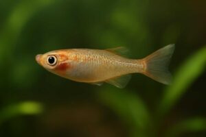 メダカの尾びれが閉じる原因は病気？症状別対処法を徹底解説
