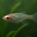メダカの片目が白いのは病気？原因と対策をわかりやすく解説