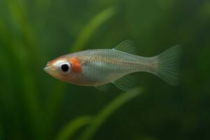 メダカの片目が白いのは病気？原因と対策をわかりやすく解説