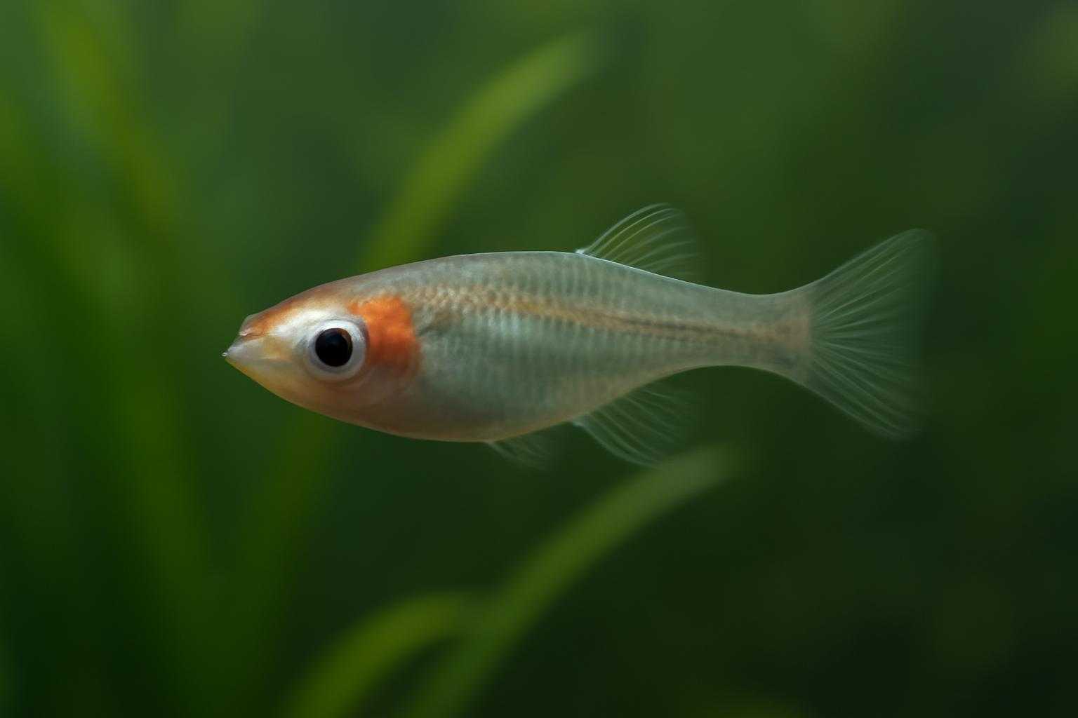 メダカの片目が白いのは病気？原因と対策をわかりやすく解説