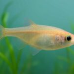 メダカの体が曲がる原因は病気？症状別の対策と予防法を解説