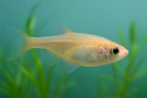 メダカの体が曲がる原因は病気？症状別の対策と予防法を解説
