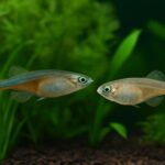 メダカのオスが追いかけるのはなぜ？問題行動の原因と対策を徹底解説