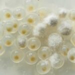 メダカの卵がカビる原因と対策｜失敗しない飼育方法を徹底解説